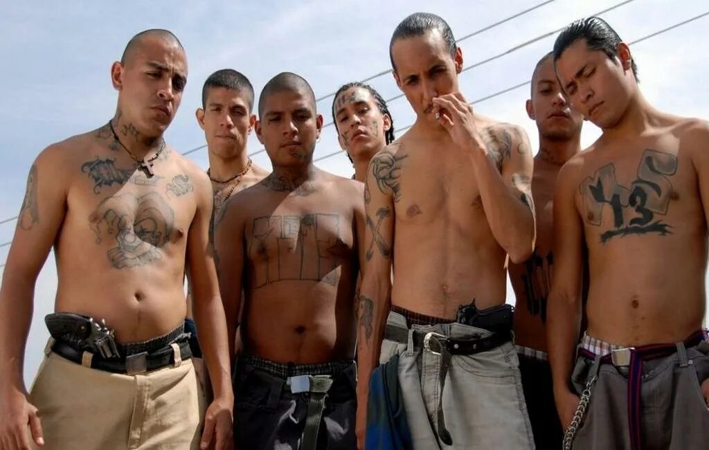 Лос анджелес банды гроув стрит. Банды в лос анджелесе. Какую банду выбрать. Самая опасная панда в мире. Лос анджелес банды гроув стрит.