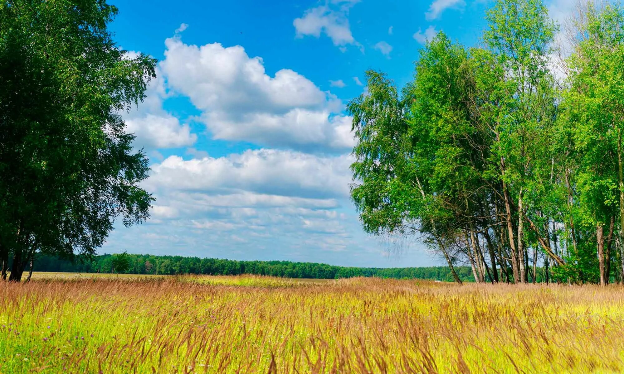 на лесной опушке. опушка это край леса. сосновый лес ульяновской области. опушка это край леса. лесная поляна удмуртия.