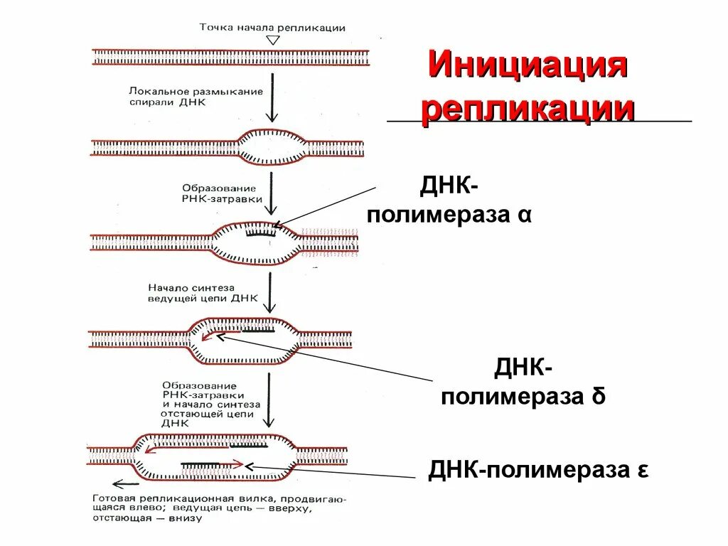 Образование новой днк. Схема инициации репликации. Инициация репликации ДНК схема. Инициация репликации ДНК схема процесса. Схема репликации ДНК Прокариотическая.