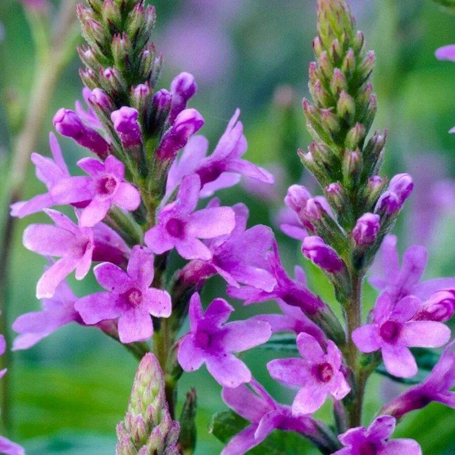 Вербена что делает. Вербена officinalis. Вербена лекарственная (Verbena officinalis). Вербена хастата. Вербена колосовидная.