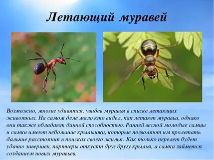 Откуда летает