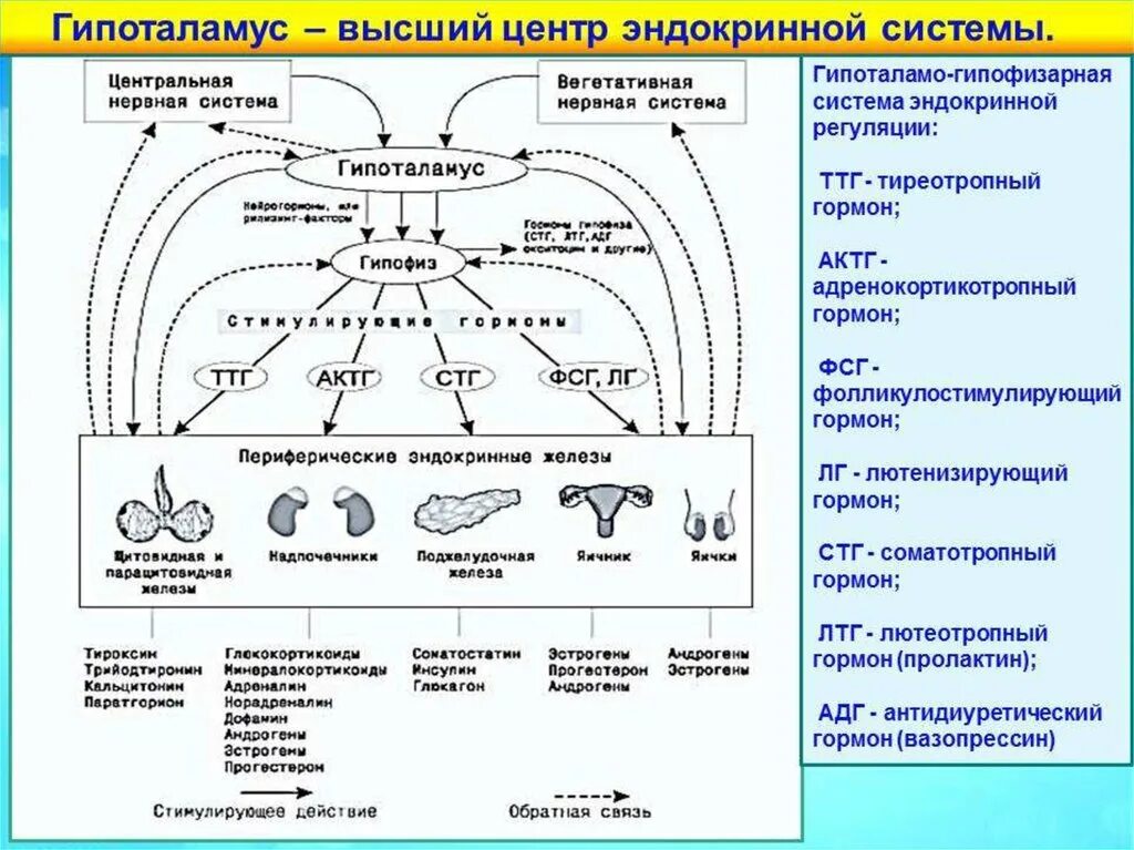 Схема действия гипоталамо-гипофизарной системы гормоны. Схема взаимосвязей эндокринных желез. Схема регуляции функций желез внутренней секреции. Механизм обратной связи в гипоталамо гипофизарной.