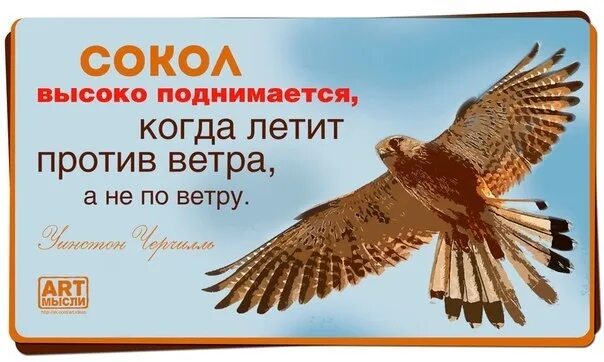 Сокол высоко поднимается когда летит против ветра а не по ветру. Сокол летящий высоко. Сокол высоко поднимается. Под словом птица подразумеваются и Сокол и петух.