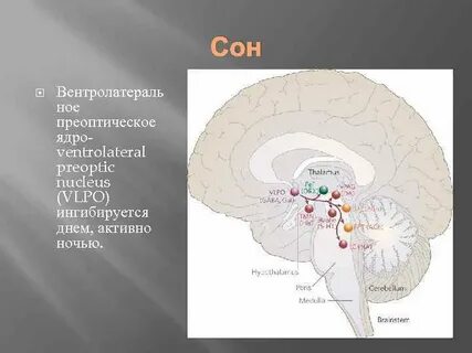 Гипоталамус сон