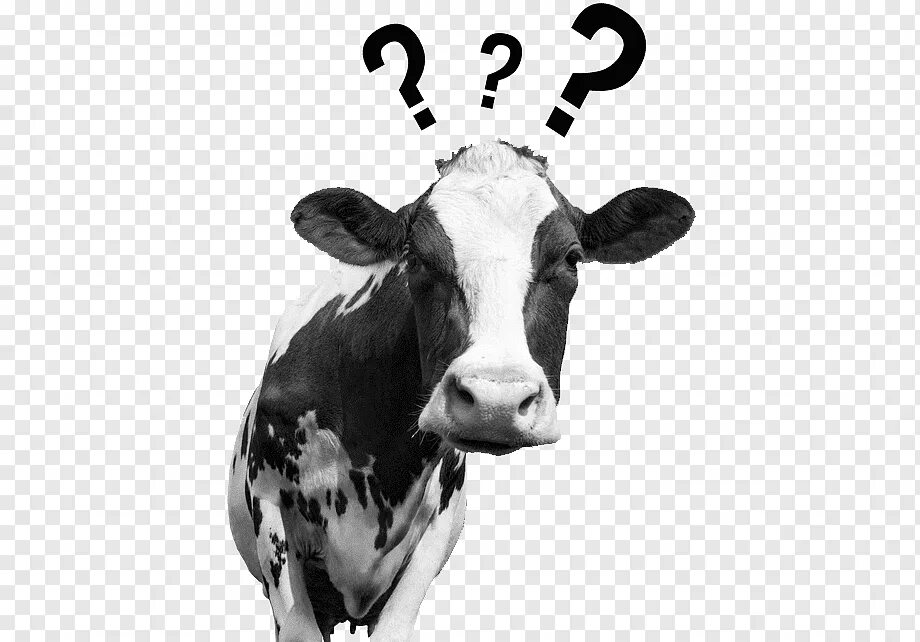 корова в шоке. озадаченная корова. коровы удивлены. тёлки коровы. удивленная корова.