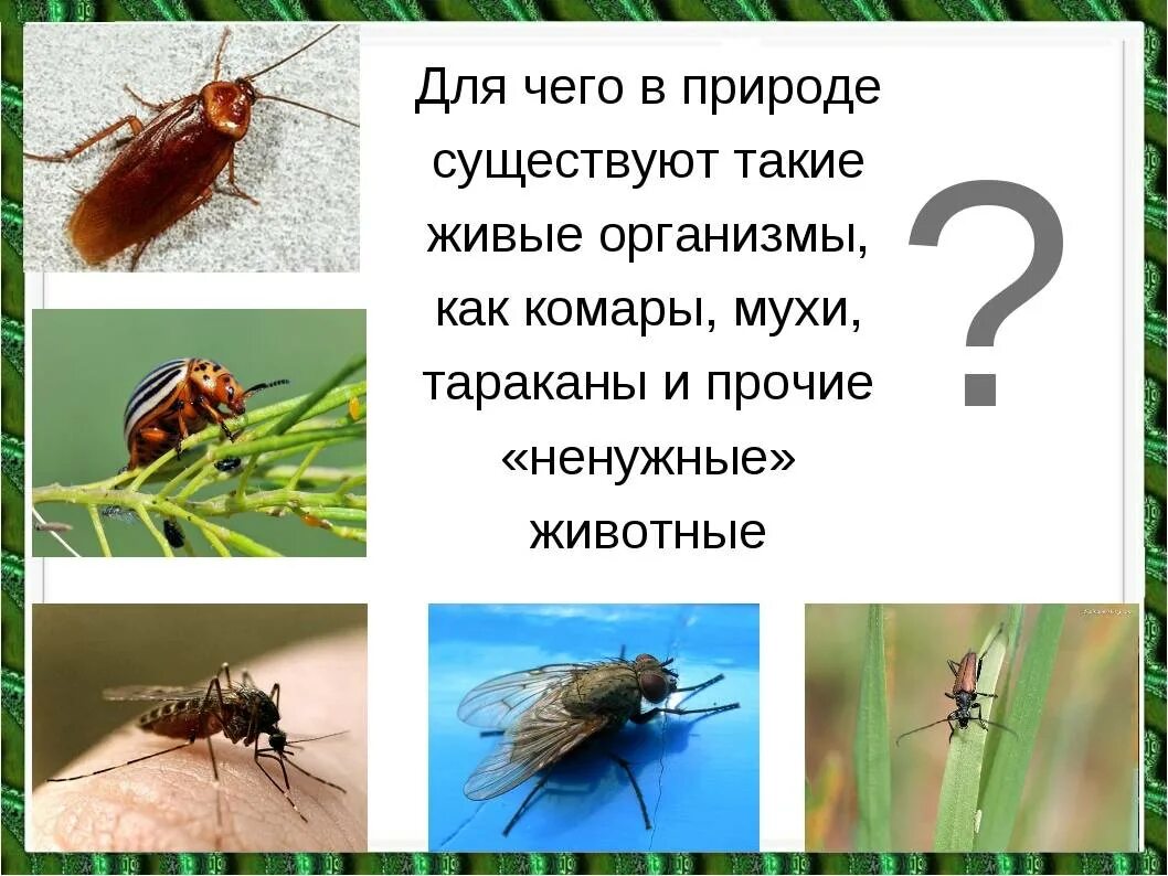 Почему мухи жужжат. Для чего нужны мухи. Польза от мух. Чем полезны мухи в природе. Для чего нужны мухи в природе.