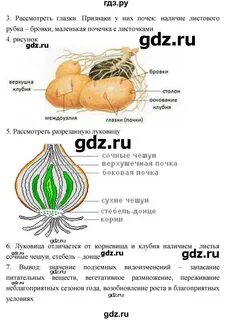 Таблица роста луковицы 5 класс