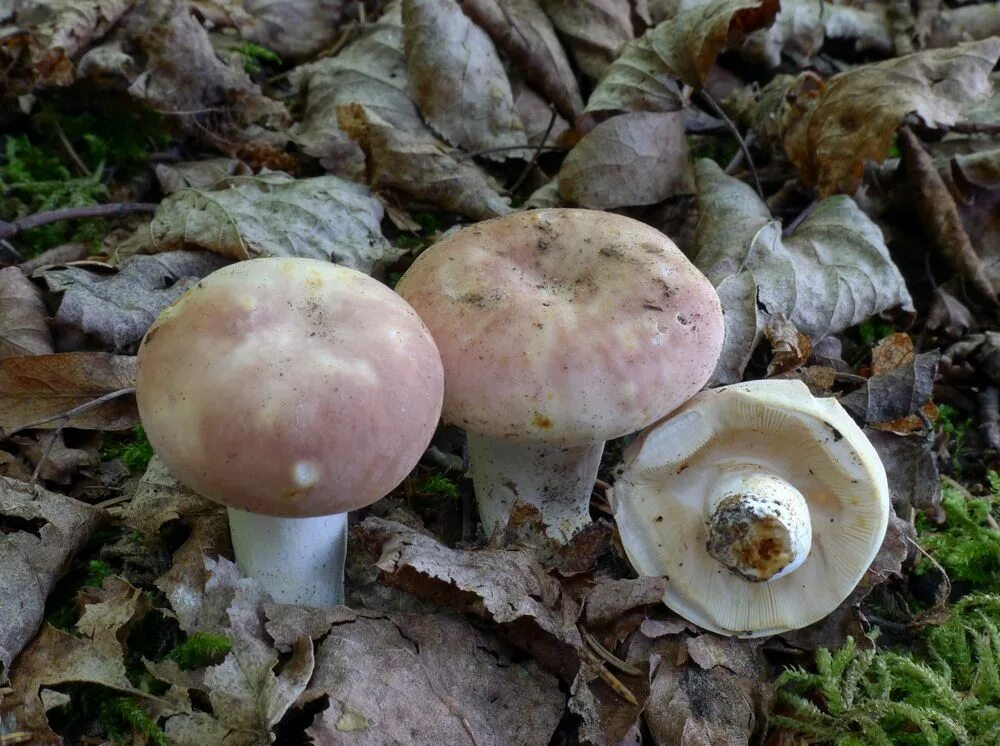 Гриб сыроежка розовый. Сыроежка съедобная (Russula vesca).. Russula vesca гриб. Сыроежка розовая. Грибы сыроежки млечники.