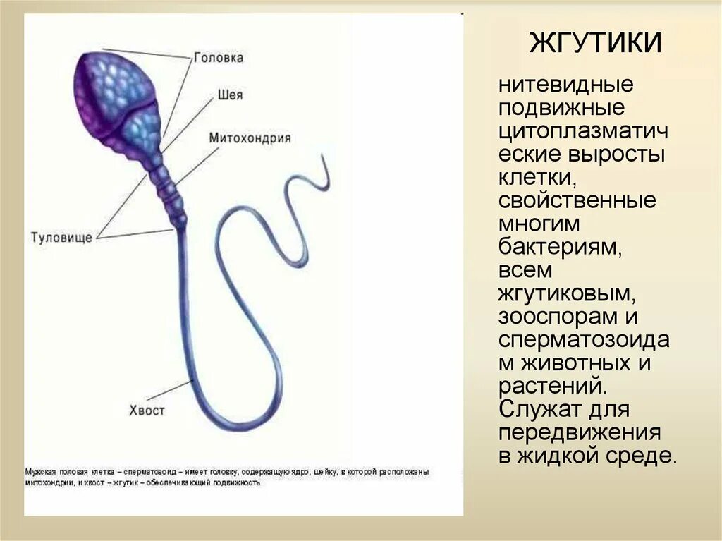 Подвижная мужская половая клетка. Сперматозоиды лишенные жгутиков растения. Органы движения жгутики. Жгутики клетки. Жгутики бактерий.