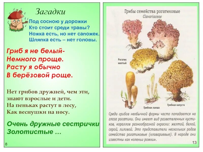 Загадки про грибы. Загадки про съедобные грибы. Загадки про грибы для детей. 10 Загадок про грибы.