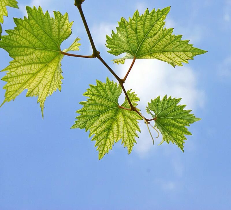 листик винограда. виноград листья лоза прозрачный фон. листья похожие на виноградные. лист виноградной лозы. лист виноградной лозы.