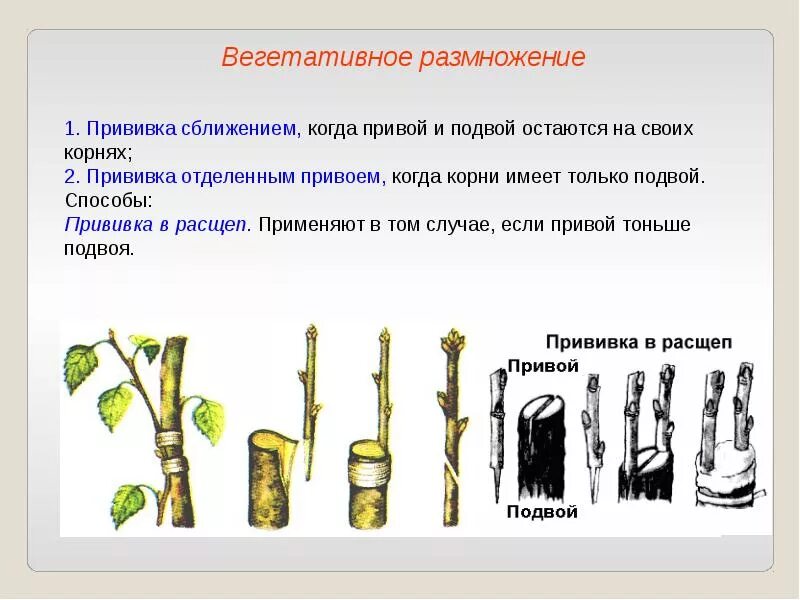 Вегетативное размножение прививкой инструкция