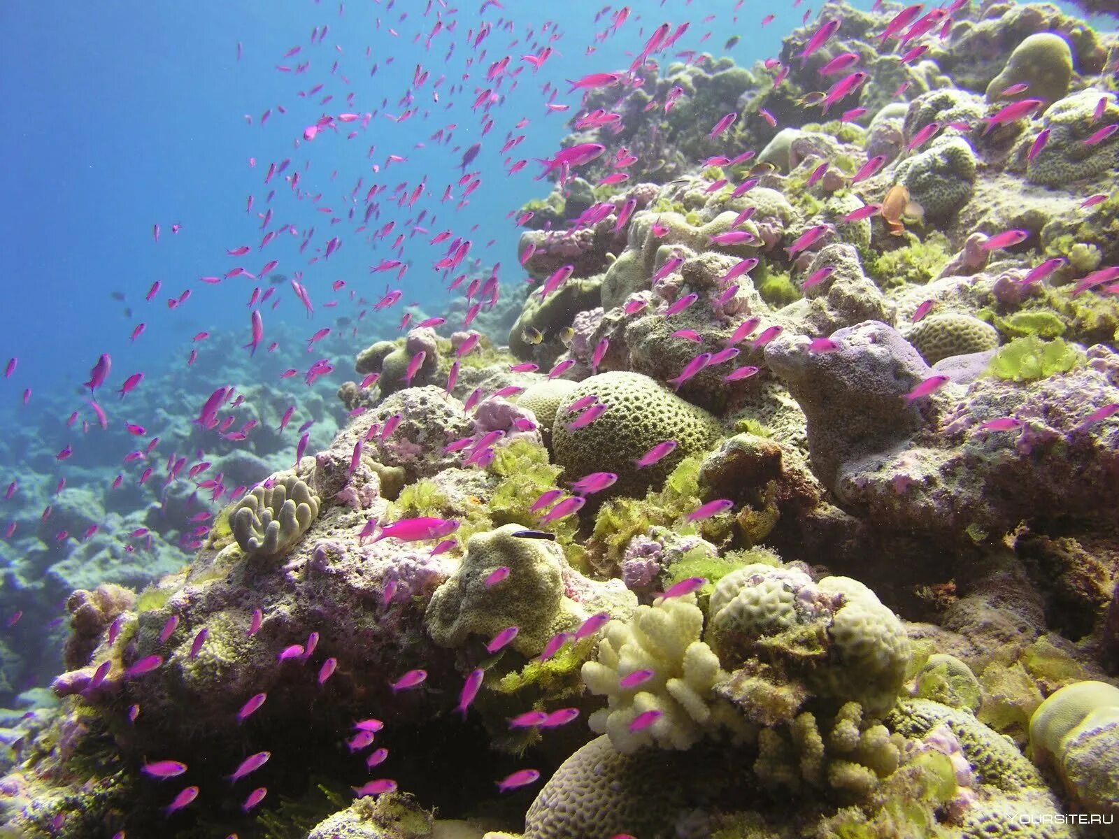 Coral reef s. Подводный риф Марса Алам. Коралловые рифы в Сокотре. Коралловые рифы Монерон. Остров Бали коралловый риф.