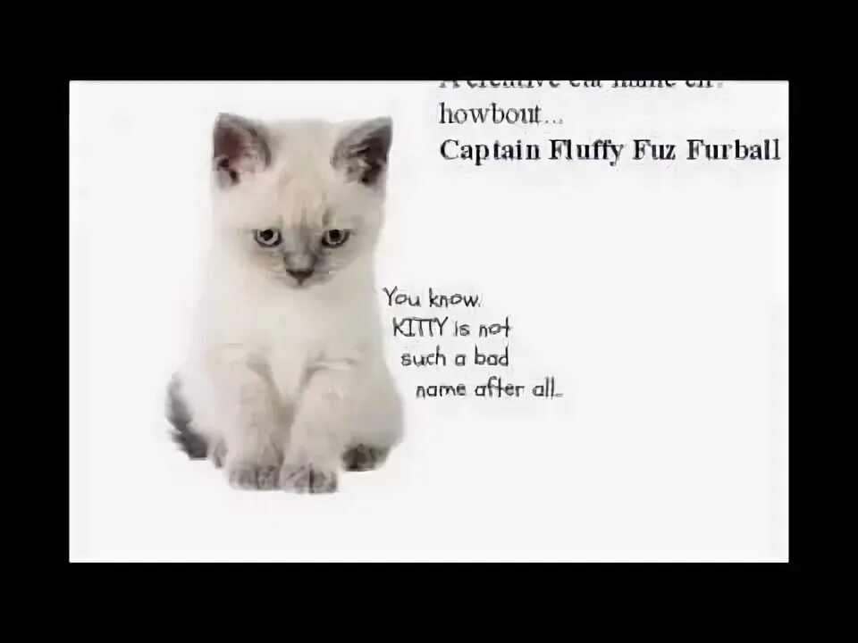 What is cats name