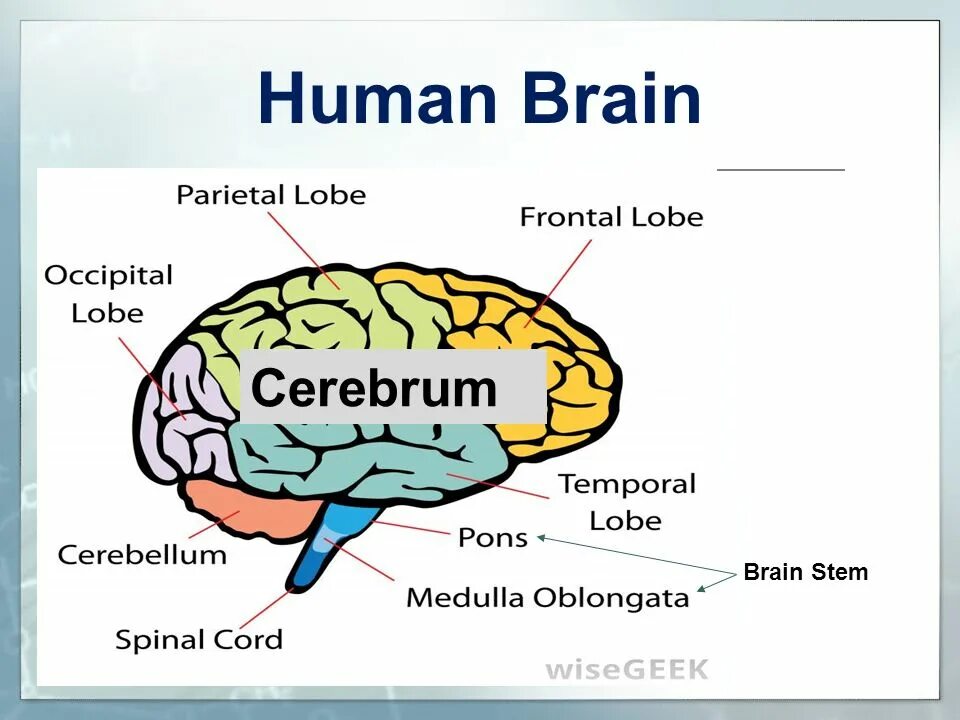 Brain sentences. Interesting facts about Human Brain. Information about Brain. Human Brain Project презентация. Мозг на английском.