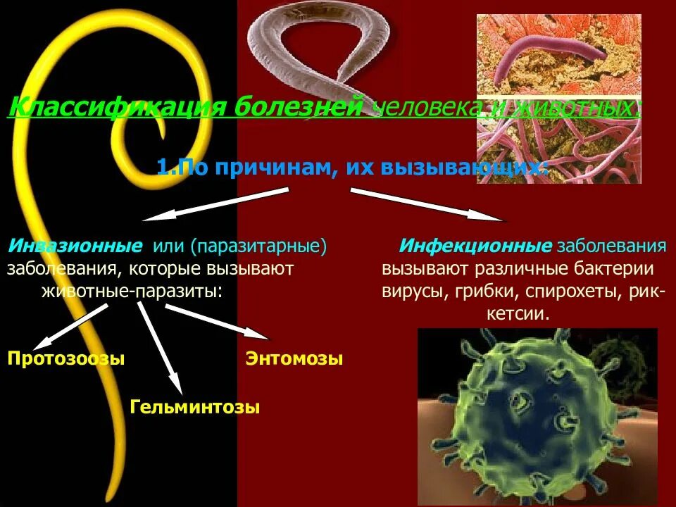 Паразиты содержание