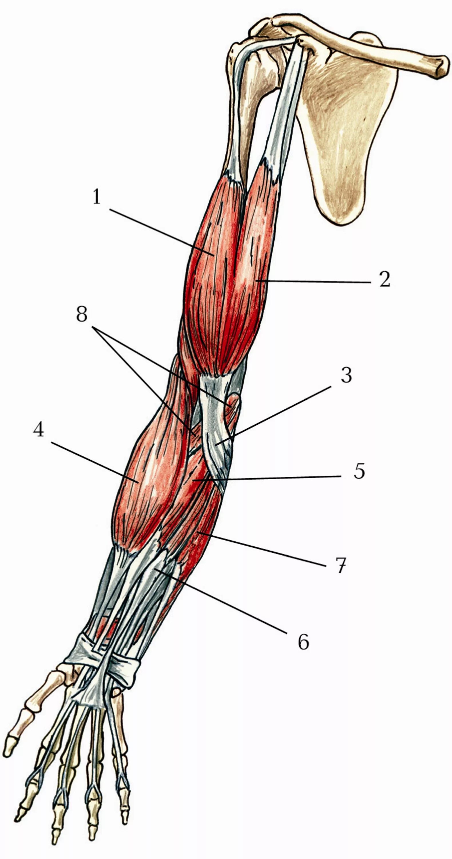 Укороченное сухожилие. Анатомия сухожилия двуглавой мышцы. Biceps brachii мышца. Aponeurosis musculi bicipitis brachii. Плечевая мышца (m. brachialis).