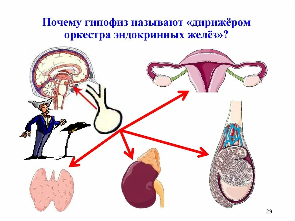 Гиперфункция гипофиза приводит