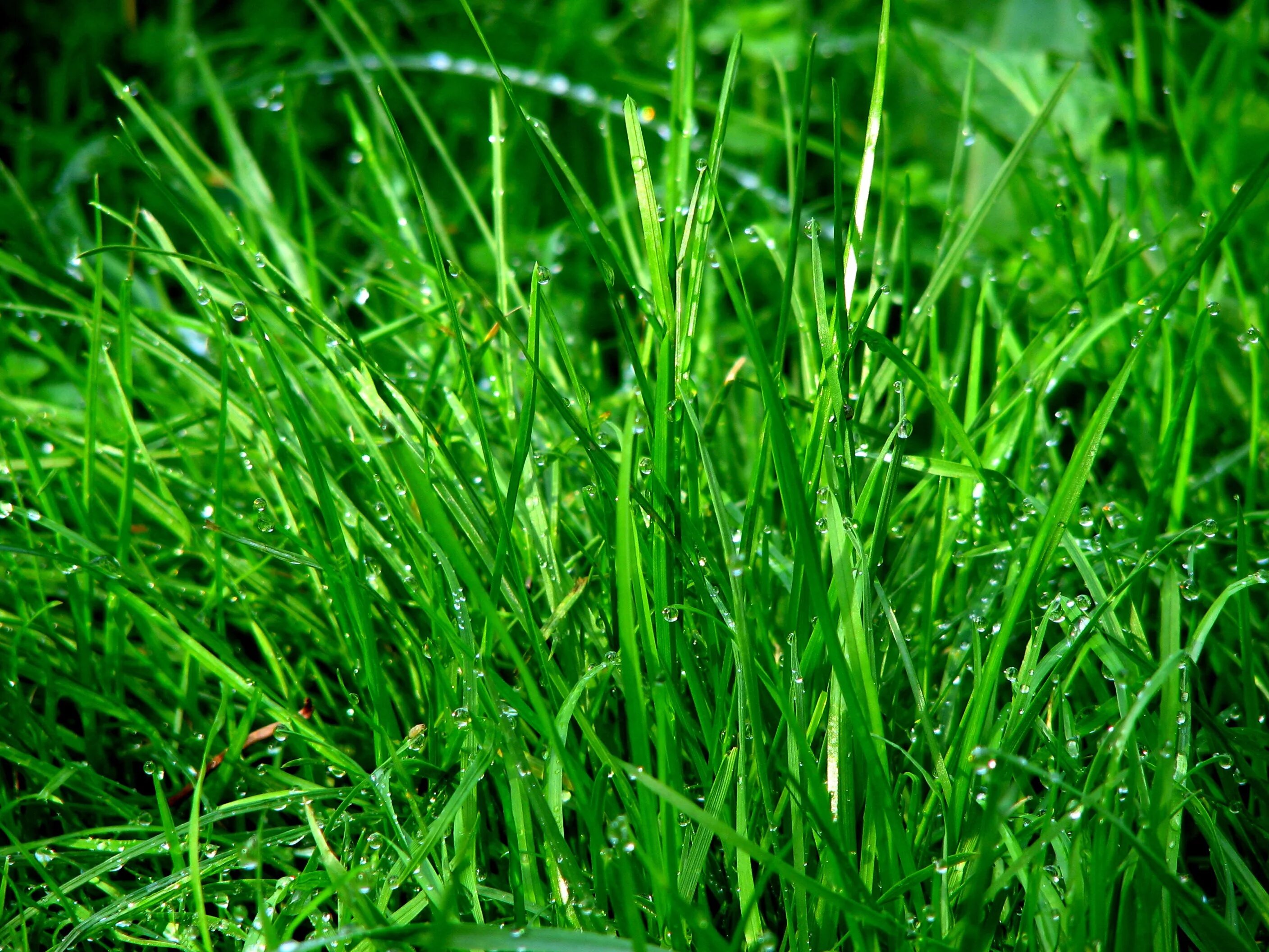 Трава зелена вопрос. Овсянница растение роса. Зеленая трава. Сочная зеленая трава. Густая трава.
