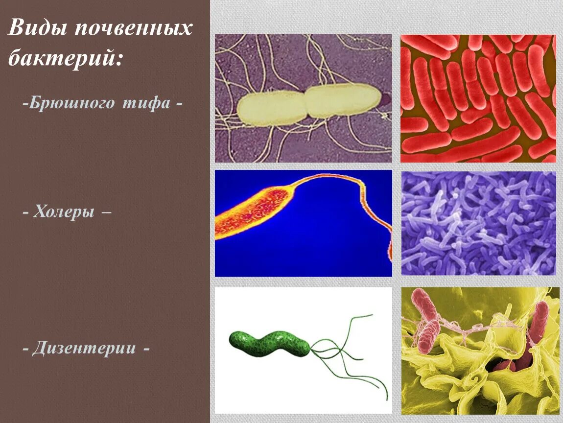 Почвенные бактерии это. Почвенные бактерии. Виды микроорганизмов. Строение почвенных бактерий. Почвенные микроорганизмы примеры.