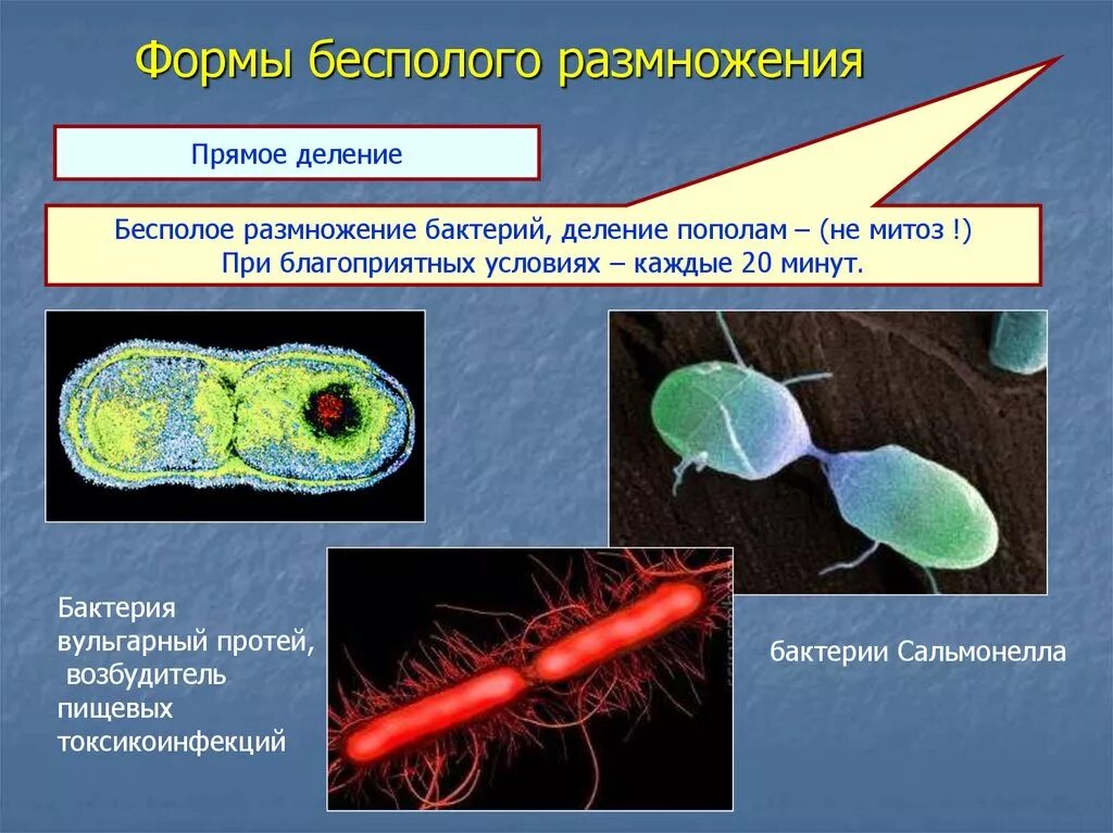 Размножение бактерий примеры. Бесполое размножение бактерий. Деление бактерий. Размножение бактерий. Бинарное деление бактерий.