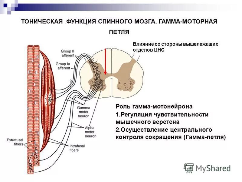 Основные типы нейронов спинного мозга. Эфферентные нейроны передних рогов спинного мозга. Альфа мотонейрон спинного мозга. Сегмент спинного мозга анатомия. Функции двигательных нейронов спинного мозга.