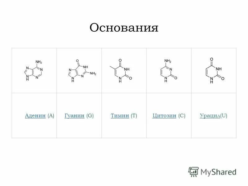 какое основание комплементарно гуанину. тимин гуанин цитозин аденин таблица. какое основание комплементарно гуанину. аминокислоты аденин гуанин тимин цитозин таблица. азотистые основания аденин гуанин цитозин тимин.