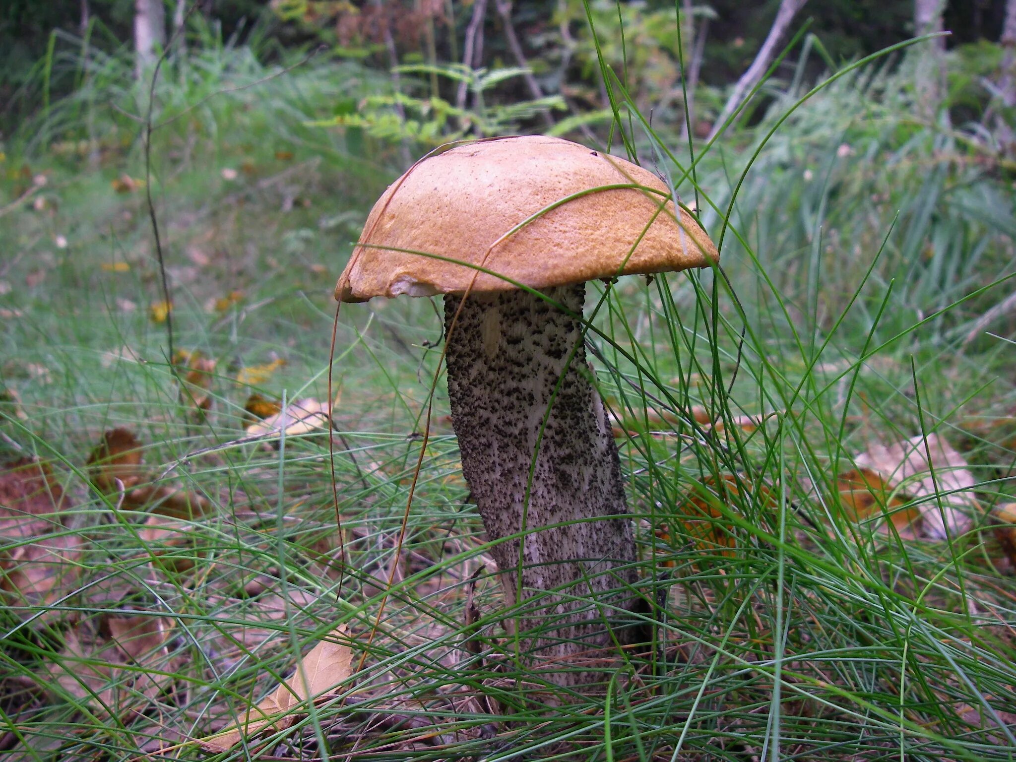 Дождя больше грибов