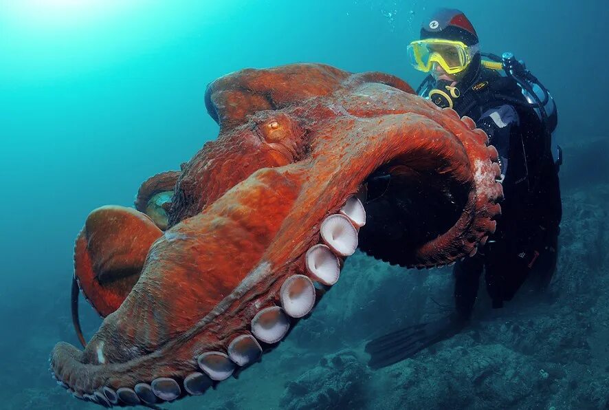 Осьминог Дофлейна гигантский. Гигантский Тихоокеанский осьминог. Осьминог Дофлейна самый большой. Осьминог Аполлион.