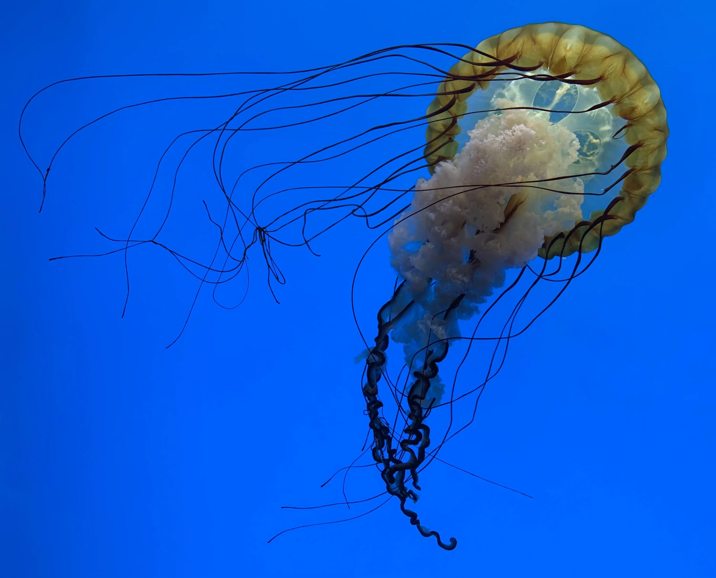 Chrysaora fuscescens. Тихоокеанская морская крапива. Стрекающие (Cnidaria) яды. Морская крапива медуза игрушка. Морская крапива