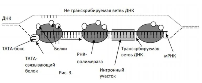 Концы транскрибируемая днк. ДНК боксы это. Транскрибируемая ДНК. Транскрипция биология. Транскрипция биология промотор.