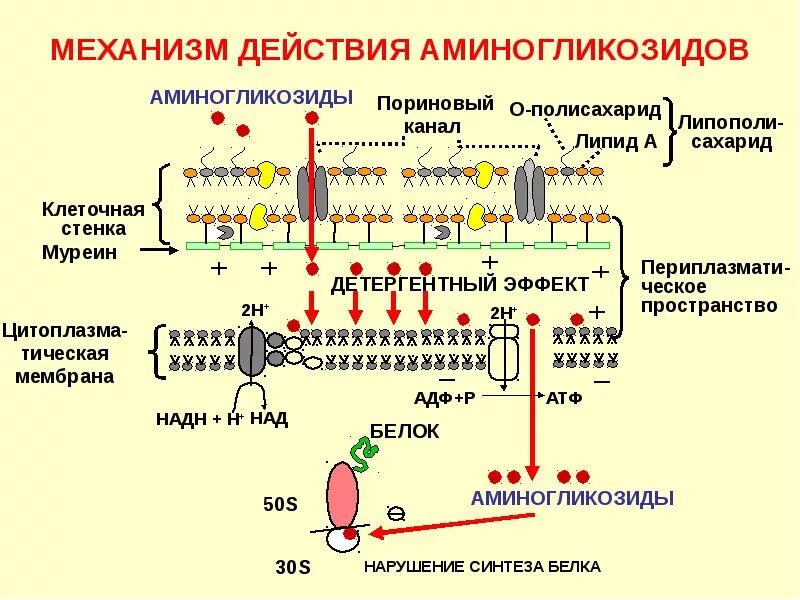 Механизм действия антибиотиков нарушающих Синтез белка. Механизм действия антибиотиков аминогликозидов. Аминогликозидные антибиотики механизм действия. Механизм действия 3 поколения аминогликозидов. Синтез белка в бактериальной клетке