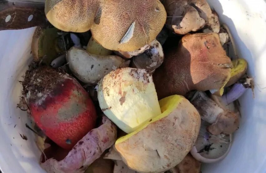Волгоградский форум грибников. Волгоградский форум грибников. Грибы волго ахтубинской поймы. Торт для грибника. Грибы в мешках.