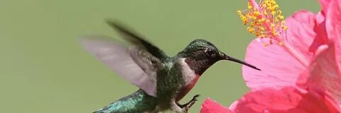 Colibri clean