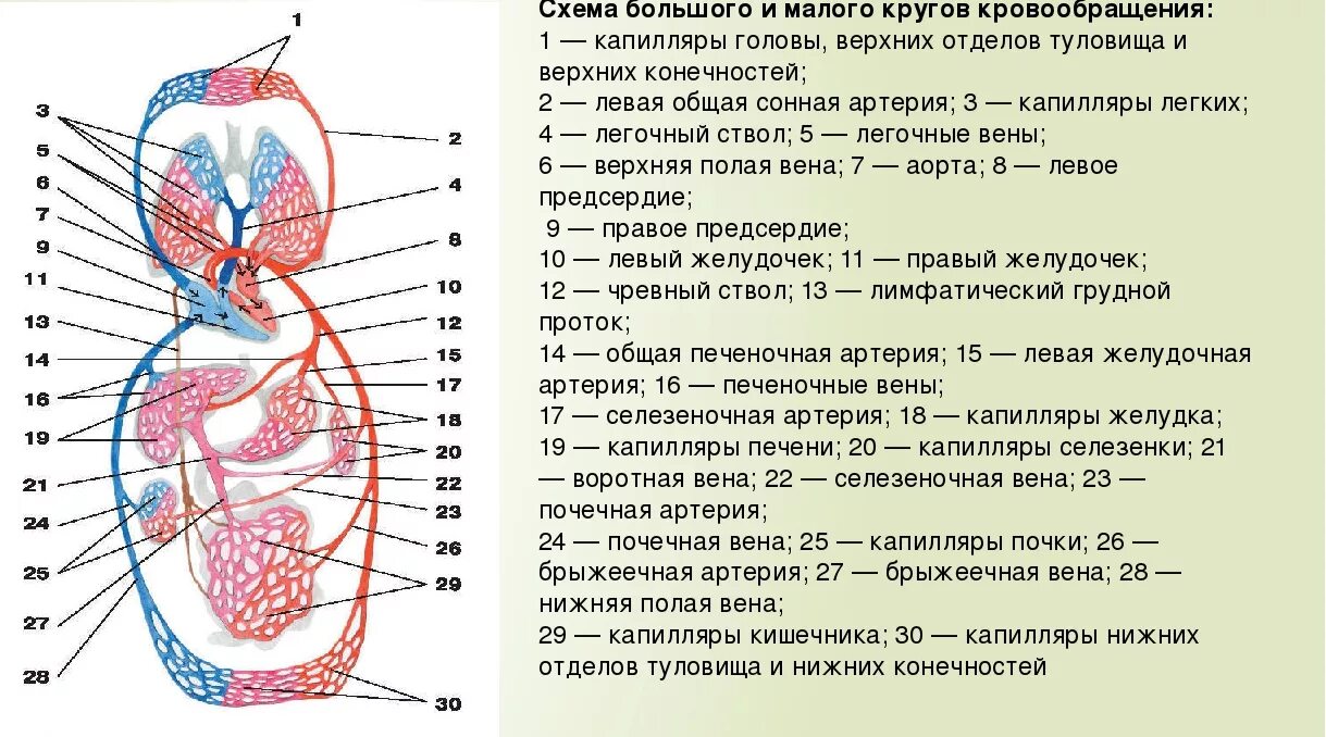 Схема малого круга кровообращения анатомия. Схема большого круга кровообращения у человека анатомия. Сосуды малого круга кровообращения схема. Малый круг кровообращения схема сосудов. Кровь поступает в легкие по сосудам