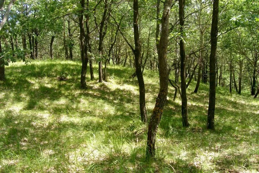 Купить участок нагорная. Дубрава Воронеж. Воронежская Нагорная Дубрава. Нагорная Дубрава Воронеж. Байрачные Дубравы Воронеж.