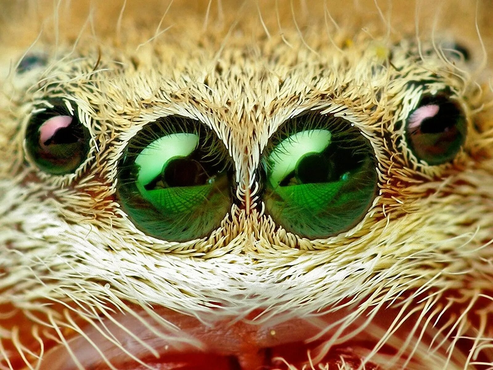 Интересные глазки. Глаза животных. Необычные глаза животных. Глаза животных макро. Глаза зверя.