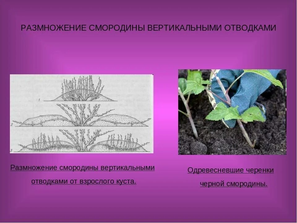 Как размножить смородину от куста. Отводки вегетативное размножение. Вегетативное размножение крыжовника. Отводками куста крыжовника.. Размножение вертикальными отводками.