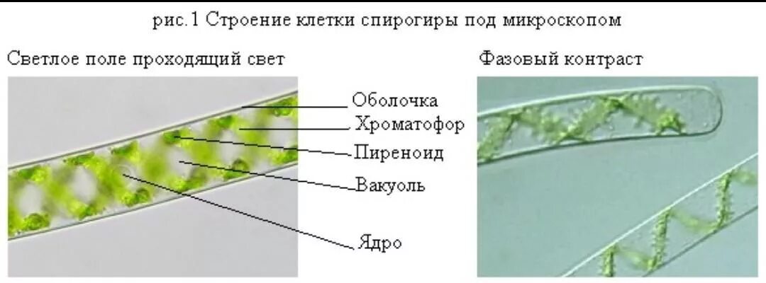 Спирогира какая группа. Многоклеточная водоросль спирогира. Клетка спирогиры под микроскопом. Строение спирогиры под микроскопом. Строение водорослей под микроскопом.