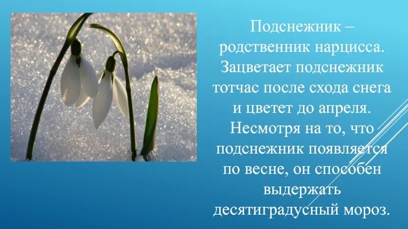 Описание подснежника. Пролеска родственник подснежника?. Подснежник – родственник нарцисса. Подснежник красная книга.