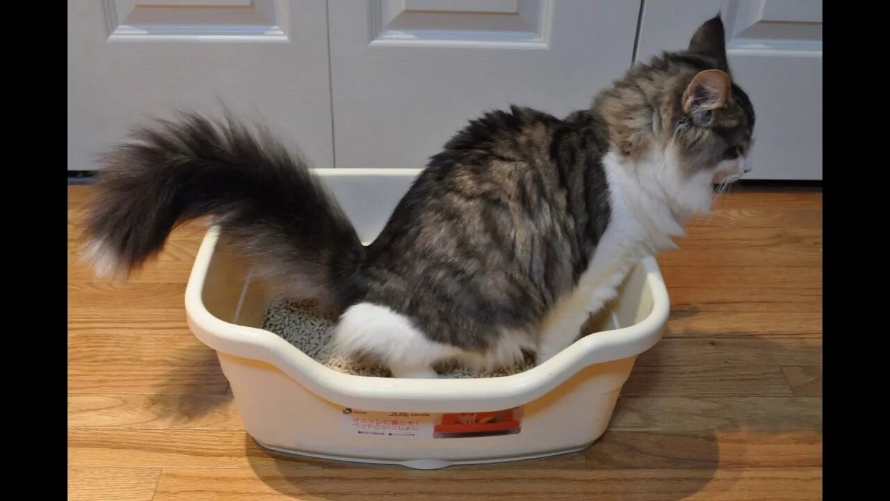 У котенка жидкий стул чем кормить. У котенка жидкий стул чем кормить. Недельные котята. 5 месяцев поносит. У котенка жидкий стул чем кормить.