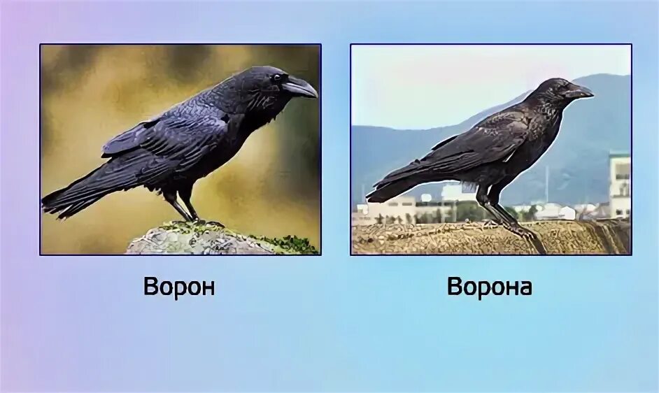 Ворон и ворона размеры. Ворон и ворона размеры