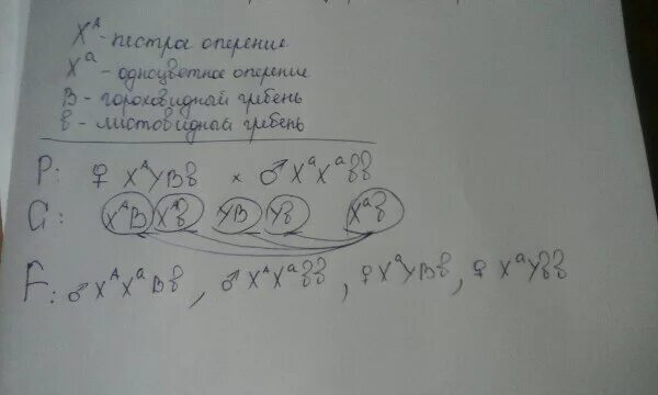 При скрещивании петуха с оперенными. У кур пестрая окраска оперения доминирует над серой. у кур гороховидный гребень доминирует над листовидным. у кур хохлатость доминирует над про. при скрещивании пестрой.