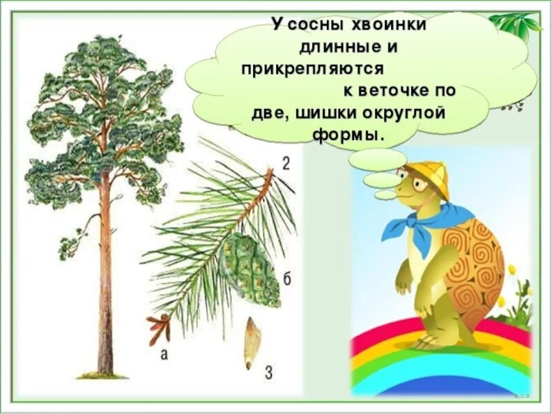 Что такое хвоинки 2 класс. Что такое хвоинки. что такое хвоинки презентация. что такое хвоинки окружающий мир. что такое хвоинки 1 класс.