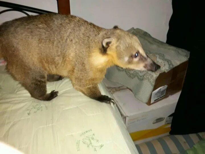 Носухи (они же коати)