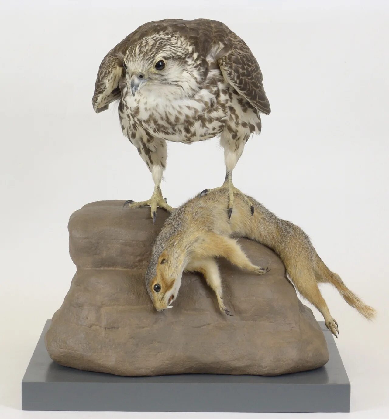 Как называется чучело птицы. Чучела птиц для художественных школ. Птичье чучело. Статуэтка вальдшнеп. Чучело чомга птица.