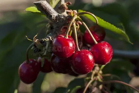 Cherry ripe