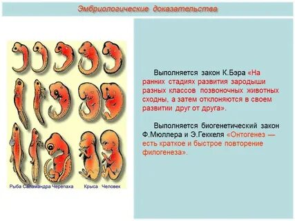 Зародыш является ответ
