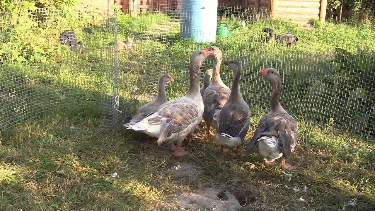 Почему гуси стали садиться на барку. Тульские бойцовые гуси. Гусята бойцовые. Гусята Тульские горбоносые. Калужске бойцовые гуси.