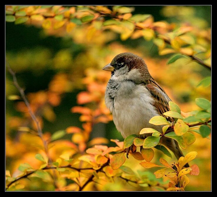Осенние птицы. Хорошего настроенв любую погоду. Хорошего нас иоения в лю.ую МОГОДК. Хорошего настроения в любую п. Хорошей осенней погоды